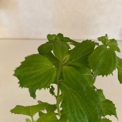 【水耕栽培】大葉　青じそ苗　4株の画像