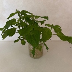【水耕栽培】大葉　青じそ苗　4株の画像