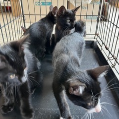 子猫の里親様を募集します。