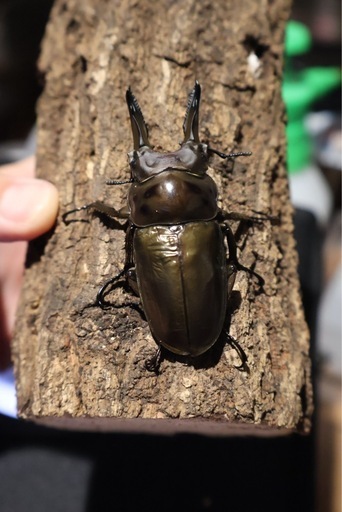 9月中まで出品　ババオウゴンオニクワガタ•ペア