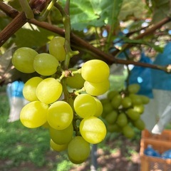 第二弾🍇受付終了✨の画像