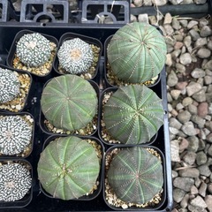 ユーフォルビアオベサ大型株各5〜6cm残り1個の画像