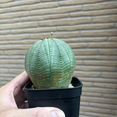 ユーフォルビアオベサ大型株各5〜6cm残り1個の画像