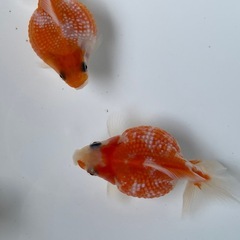 (終了)金魚 ピンポンパール 当歳の画像