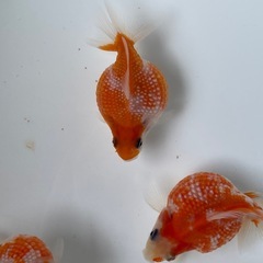 (終了)金魚 ピンポンパール 当歳の画像