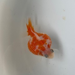 (終了)金魚 ピンポンパール 当歳の画像