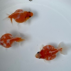 (終了)金魚 ピンポンパール 当歳の画像