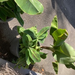 バナナの木の画像