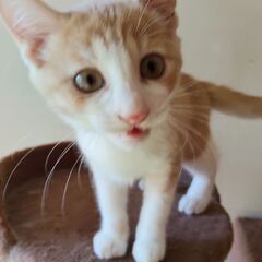 子猫の里親さん募集