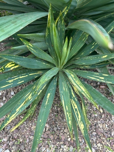 希少　ユッカグロリオサ散り斑