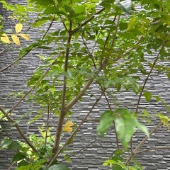シマトネリコ 2mの画像