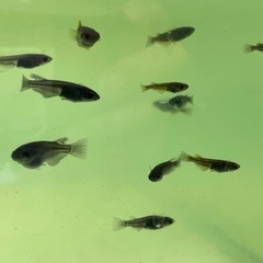 【お取引中】カイジ20匹以上の画像