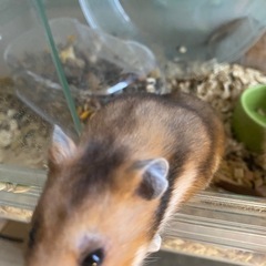 ハムスター　譲ります
