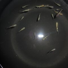 (決まりました)めだか（１０匹)の画像