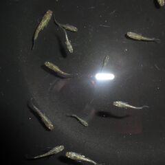(決まりました)めだか（１０匹)の画像