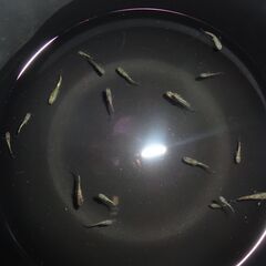 (決まりました)めだか（１０匹)の画像