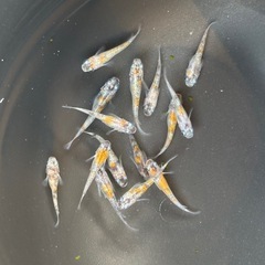 メダカ　あけぼの　15匹の画像