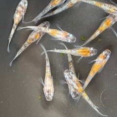 メダカ　あけぼの　15匹の画像