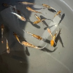 メダカ【天照三色】若魚　写真の個体全ての画像
