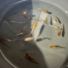 メダカ【天照三色】若魚　写真の個体全ての画像