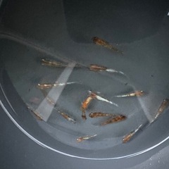 メダカ【天照三色】若魚　写真の個体全ての画像