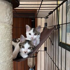 仲良し2ヶ月兄弟🐈️🐈️