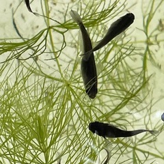 【お取引中】妲己(だっき)18匹ぐらいの画像