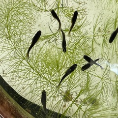 【お取引中】妲己(だっき)18匹ぐらいの画像