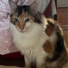 募集中‼️三毛猫　長毛の家族になって下さい❗️