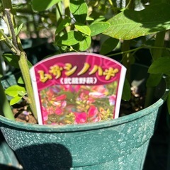 ハギ　萩の画像