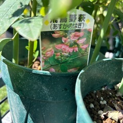 ハギ　萩の画像