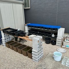 メダカペア 500円~の画像