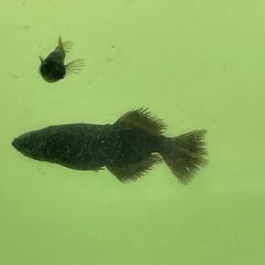 【お取引中】ブルゥロア10匹の画像