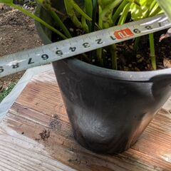 観葉植物ポトスの画像
