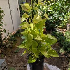観葉植物ポトスの画像
