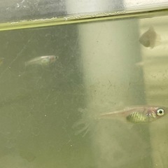 ピンクバタフライ12匹の画像