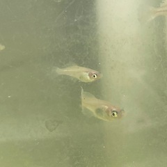 ピンクバタフライ12匹の画像