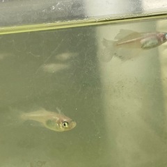 ピンクバタフライ12匹の画像