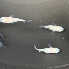 メダカ　だるま　12匹の画像