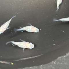 メダカ　だるま　12匹の画像