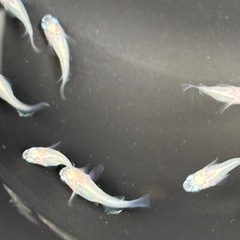 メダカ　だるま　12匹の画像