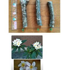 プルメリア　挿し木用苗の画像