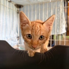 【里親募集】茶トラの元気いっぱい子猫