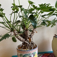 陶器　観葉植物　イタリア焼　九谷焼の画像