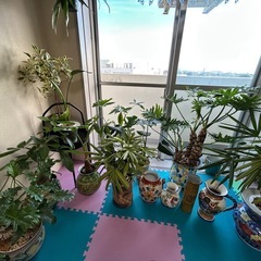 陶器　観葉植物　イタリア焼　九谷焼の画像
