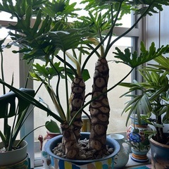 陶器　観葉植物　イタリア焼　九谷焼の画像