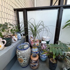 ②イタリア陶器、九谷焼、塊根植物、観葉植物の画像