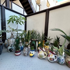 ②イタリア陶器、九谷焼、塊根植物、観葉植物の画像