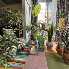 ②イタリア陶器、九谷焼、塊根植物、観葉植物の画像
