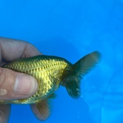 金魚 ★らんちゅう 当歳★ ☆11.5cm☆ 500円の画像